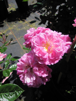 Kletterrose Aristide Briant2